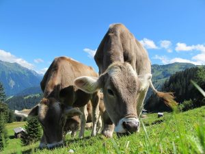 El gobierno español barajó la posibilidad de poner un impuesto a las ventosas de las vacas para combatir el cambio climático: RF.